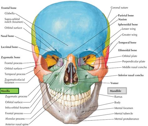 mandibula e maxilar
